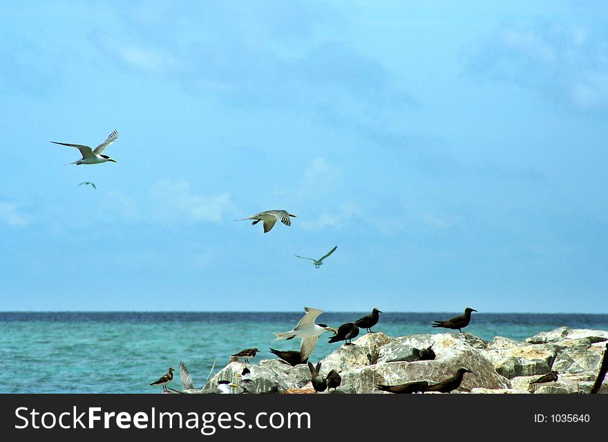 Few species of seabirds