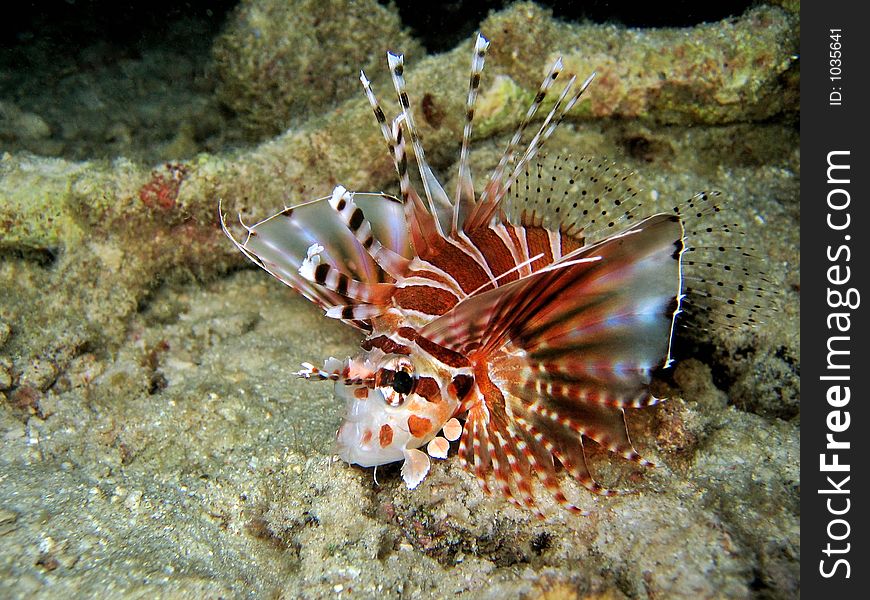 Beautiful lionfish on seabed. Beautiful lionfish on seabed