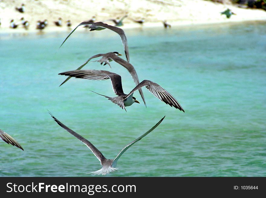 Marine Terns Flying