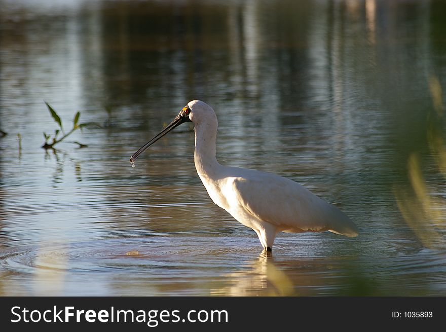 Spoon Bill bird in a lake