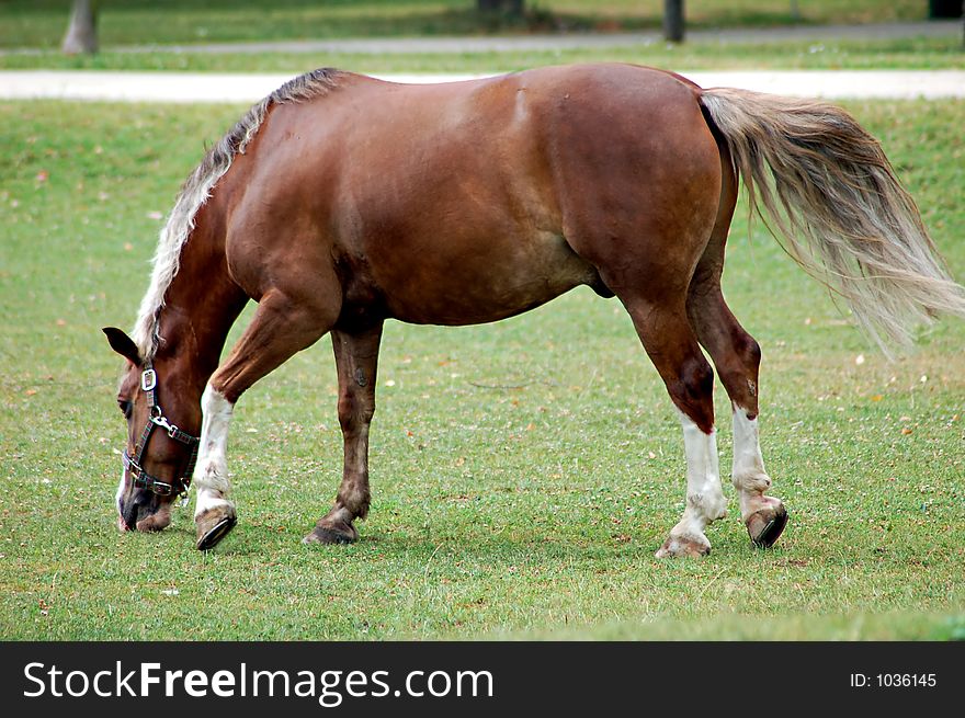 Horse on a green grass
