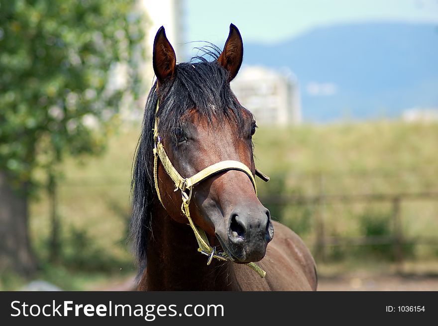 Portrait of stallion