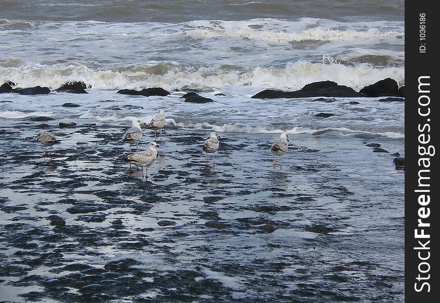 gulls - Holland cold North sea