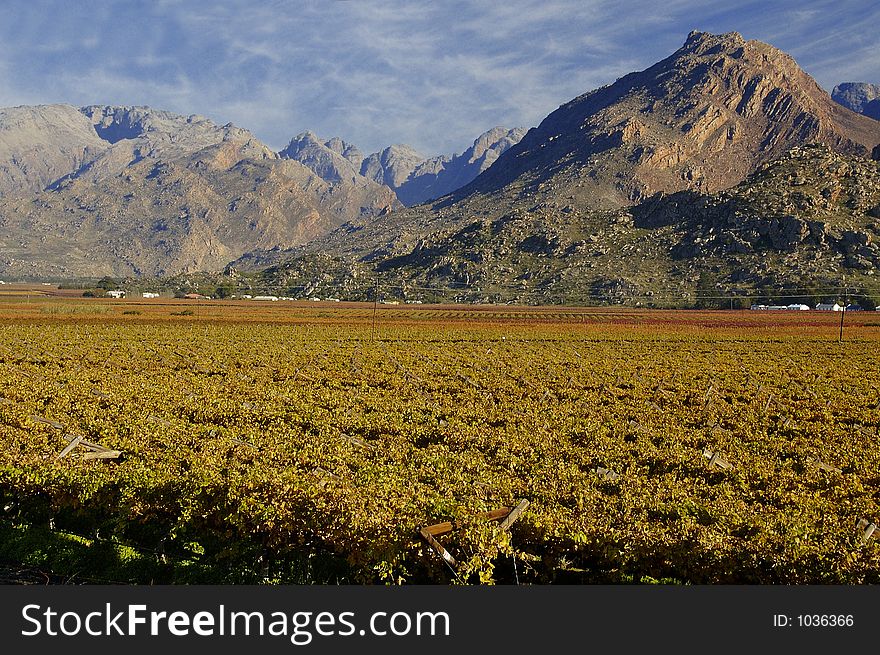 The vineyards at De Doorns, Hex River Valley, South Africa, during fall. The vineyards at De Doorns, Hex River Valley, South Africa, during fall.