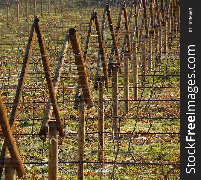 The vineyards at De Doorns, Hex River Valley, South Africa, during fall. The vineyards at De Doorns, Hex River Valley, South Africa, during fall.