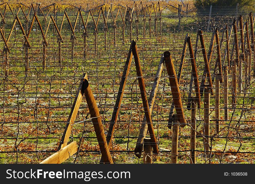 The vineyards at De Doorns, Hex River Valley, South Africa, during fall. The vineyards at De Doorns, Hex River Valley, South Africa, during fall.