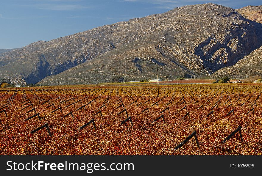 The vineyards at De Doorns, Hex River Valley, South Africa, during fall. The vineyards at De Doorns, Hex River Valley, South Africa, during fall.