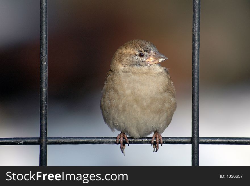 Small bird on a fence. Small bird on a fence