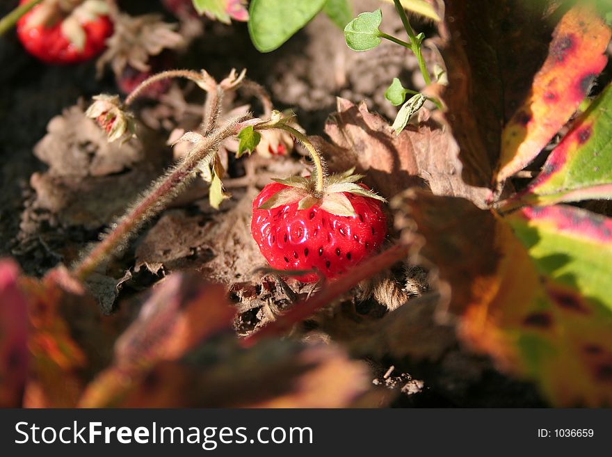 Strawberry On Branch