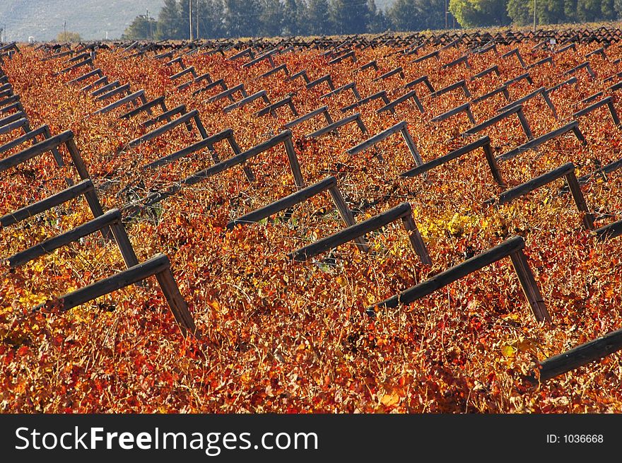 The vineyards at De Doorns, Hex River Valley, South Africa, during fall. The vineyards at De Doorns, Hex River Valley, South Africa, during fall.