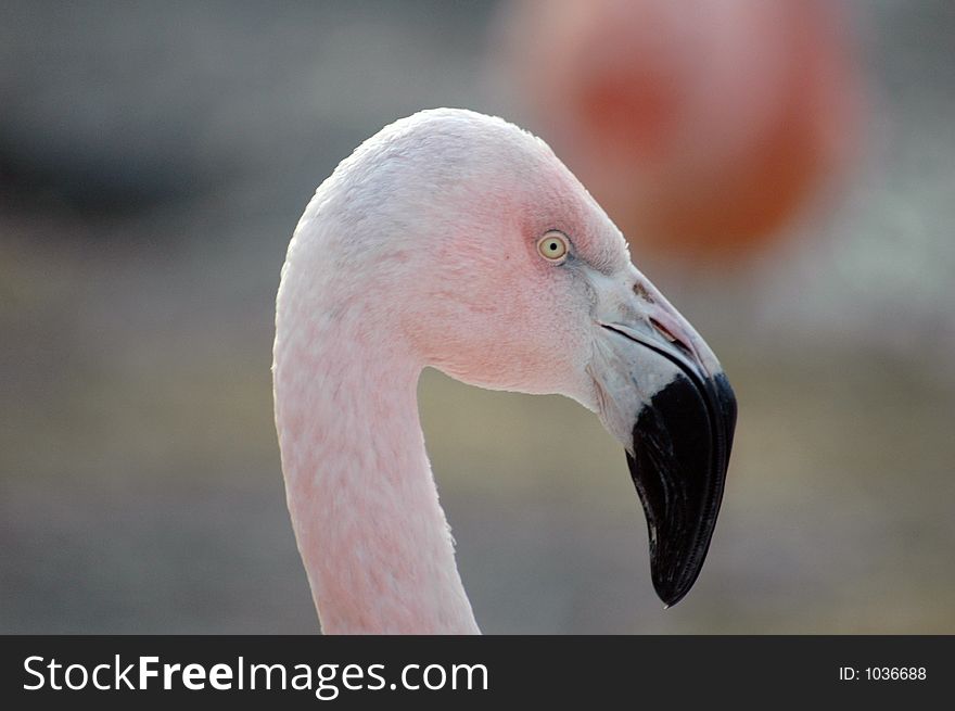 Closeup of a flamingo's head and neck. Closeup of a flamingo's head and neck