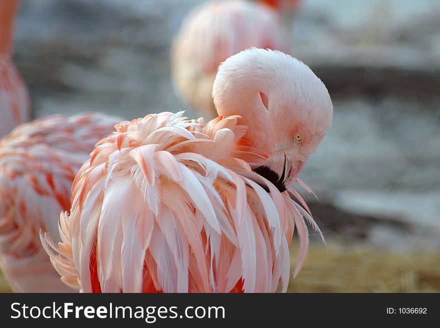 A flamingo picking at its feathers