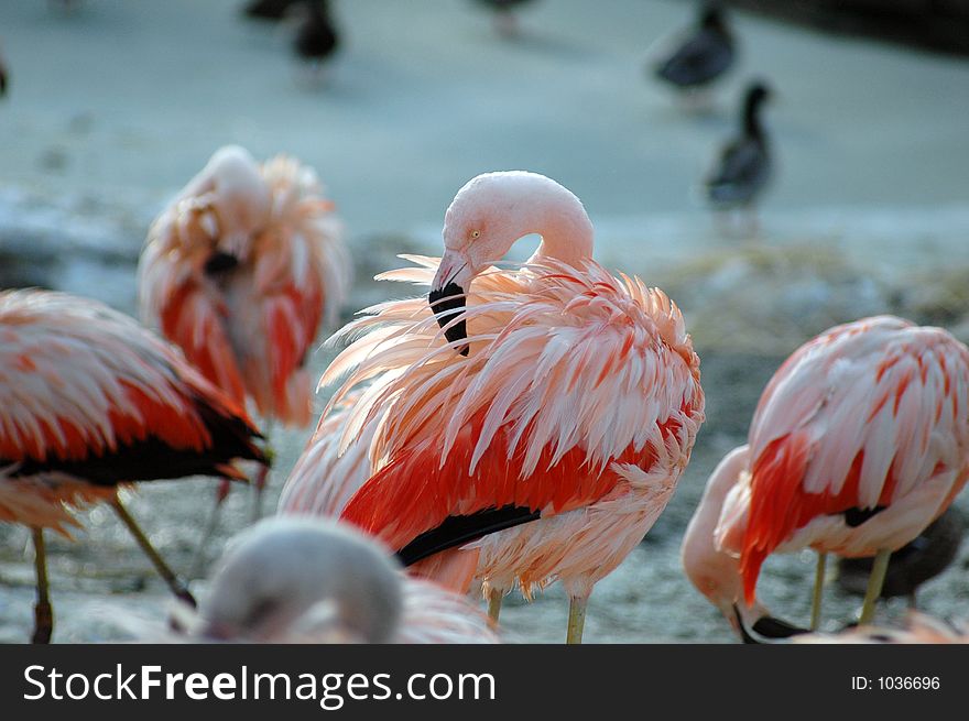 Flamingos in winter