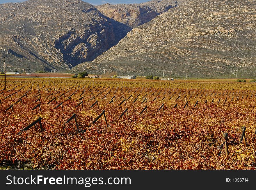 The vineyards at De Doorns, Hex River Valley, South Africa, during fall. The vineyards at De Doorns, Hex River Valley, South Africa, during fall.