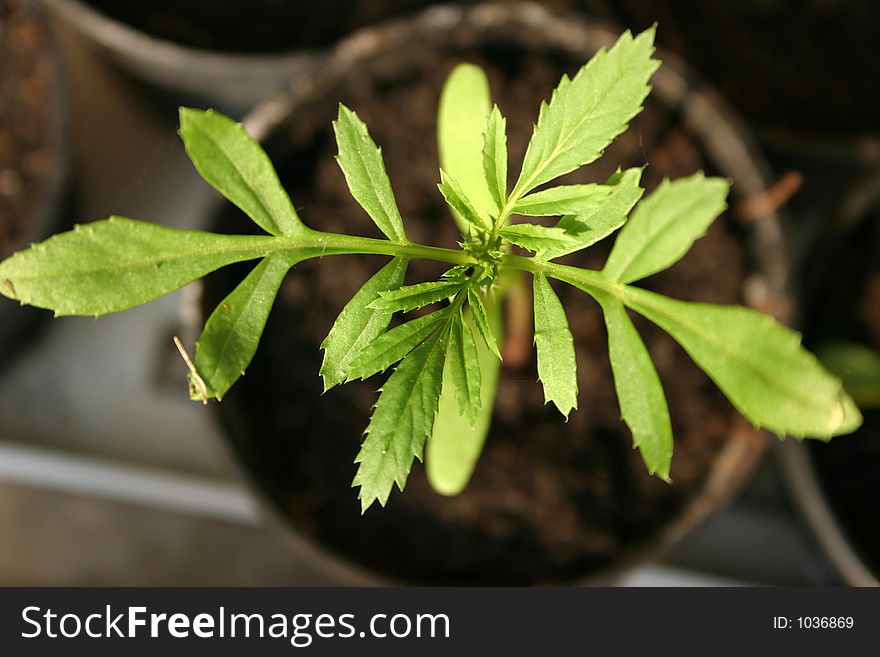 Small potted plant, shallow dof. Small potted plant, shallow dof