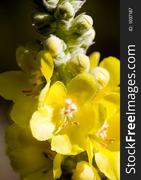 Macro shot of a wild yellow flower.