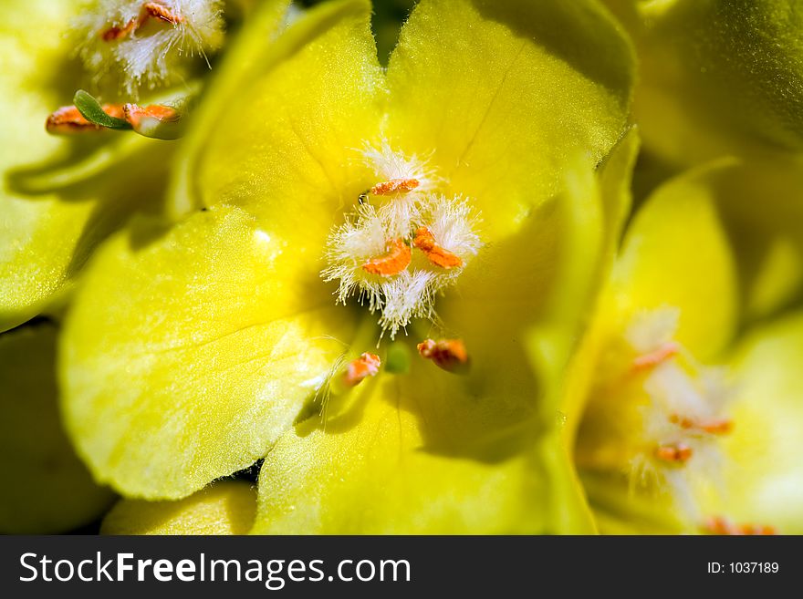 Macro shot of a wild yellow flower.