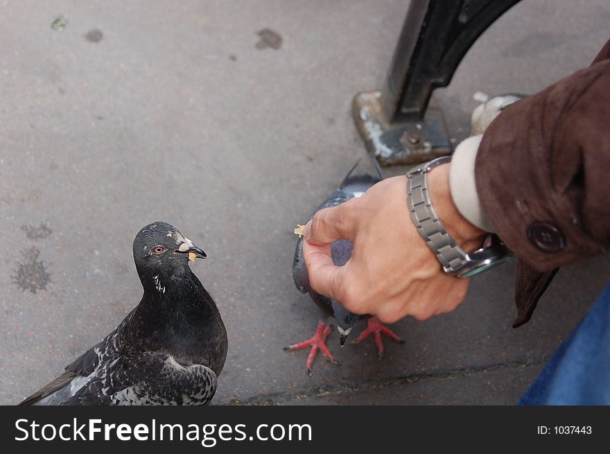 A hand is giving bread to a pigeon. A hand is giving bread to a pigeon