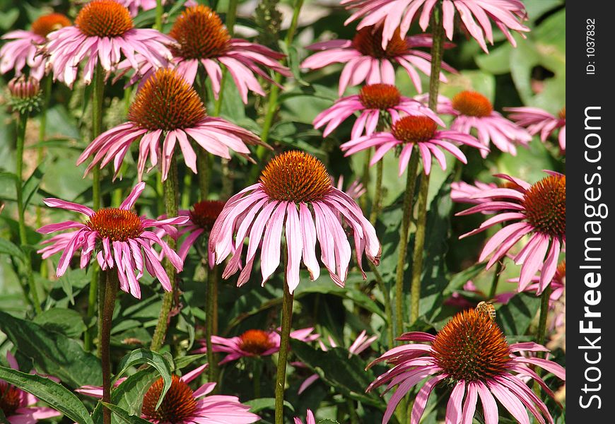 Giant pink daisies in palace gardens