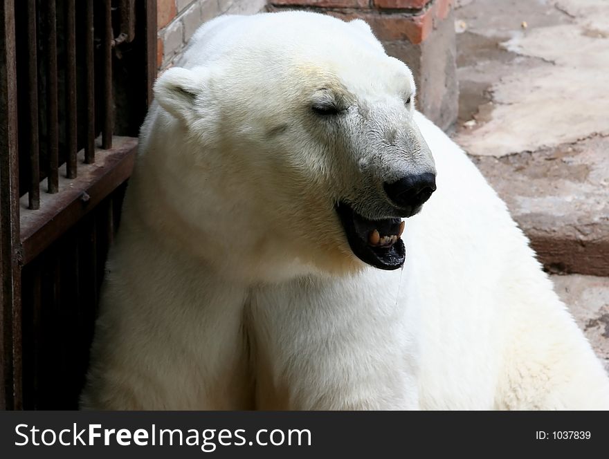 Polar bear in captivity. Polar bear in captivity