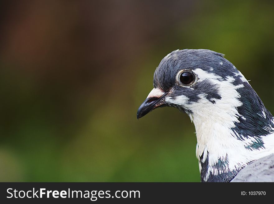 Madeira's pigeon. Madeira's pigeon