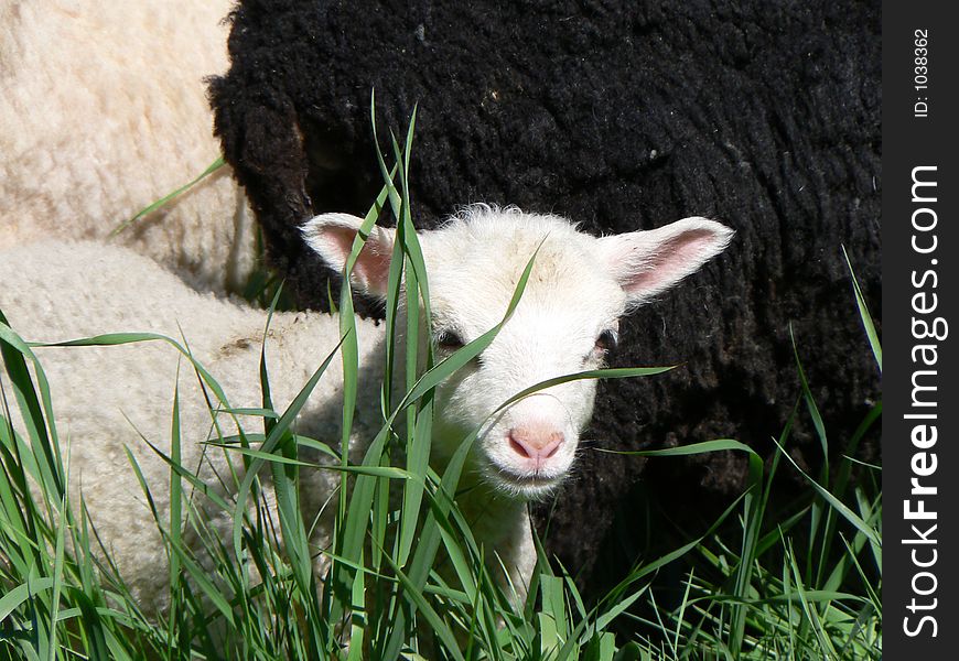 Lamb hiding in the grass. Lamb hiding in the grass