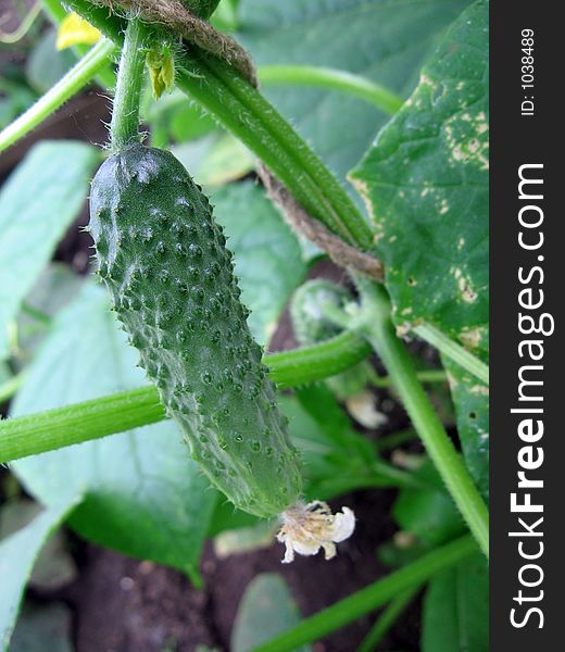 Cucumber on the ridge