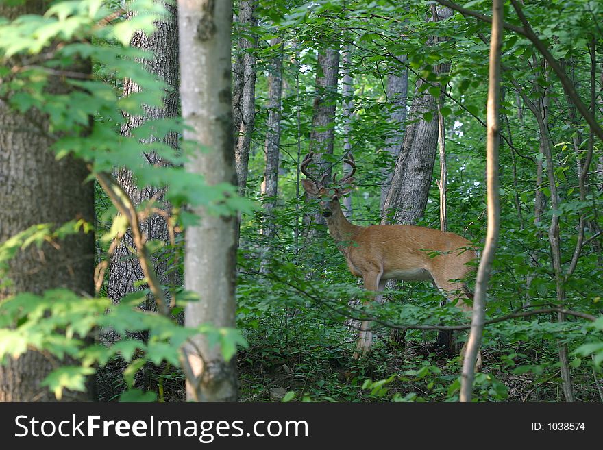 A whitetail buck stands in the woods or forest. A whitetail buck stands in the woods or forest