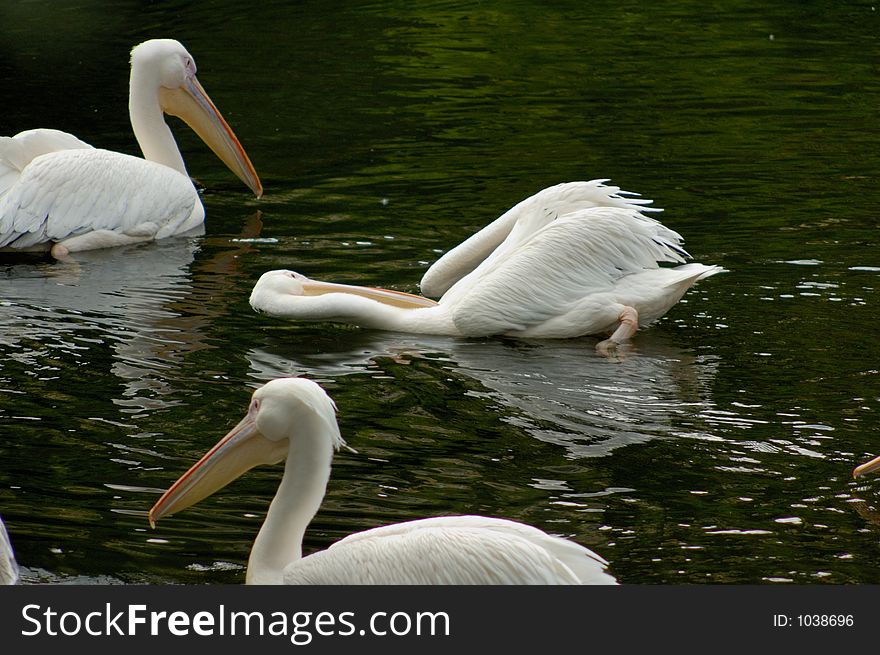 Three  Pelicans