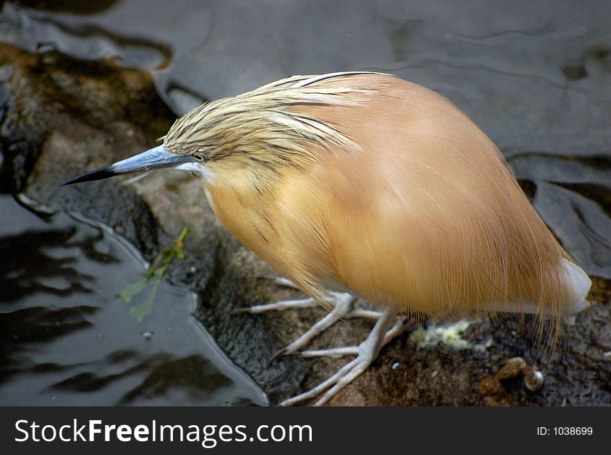 Cattle egret at the zoo
