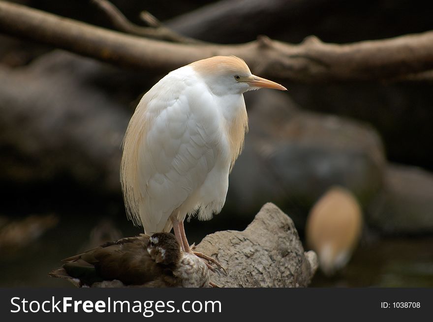 Cattle Egret White