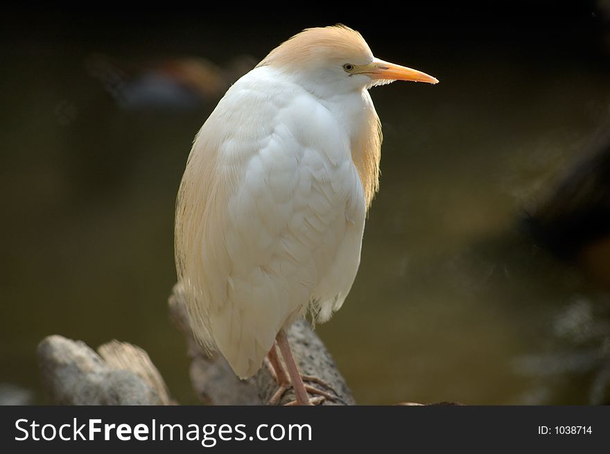 Cattle Egret