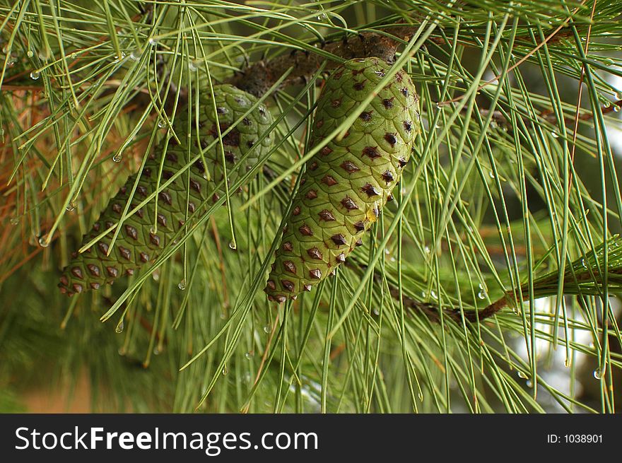 Two Cones on a pine try wet after the rain. Two Cones on a pine try wet after the rain