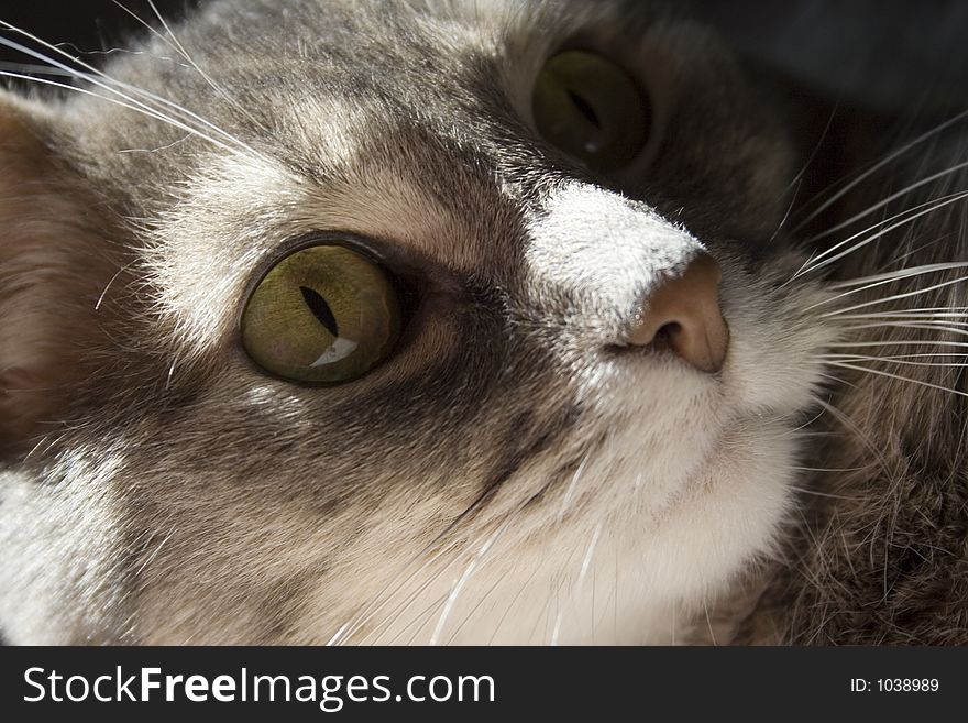Close up of gray tabby cat named Little Honey. Close up of gray tabby cat named Little Honey.