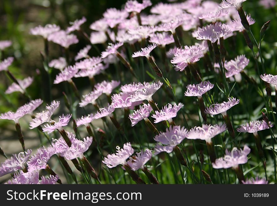 Close-up photo of a field of flowers