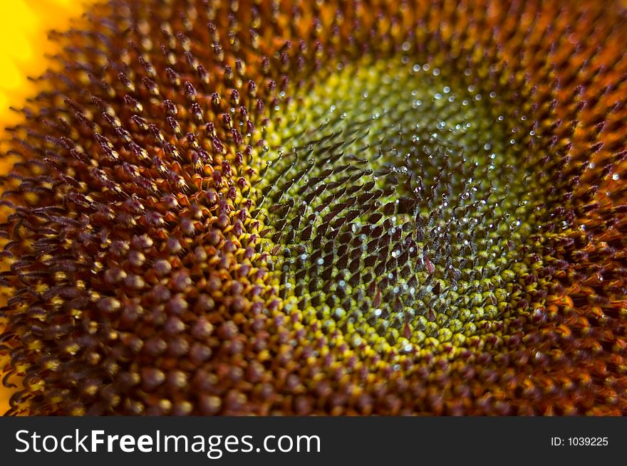 Closeup of the center of a sunflower.