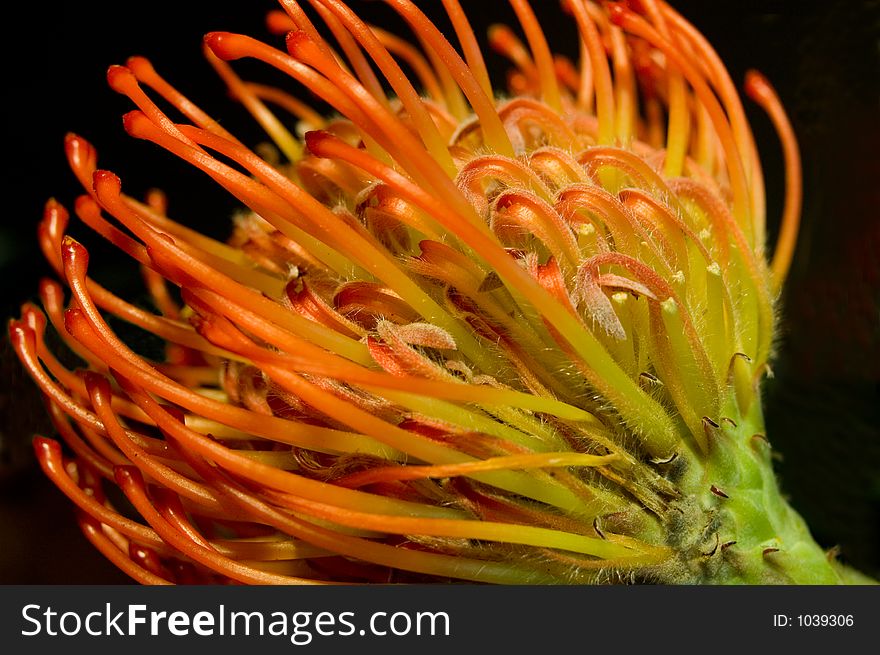 Side view of a protea flower.