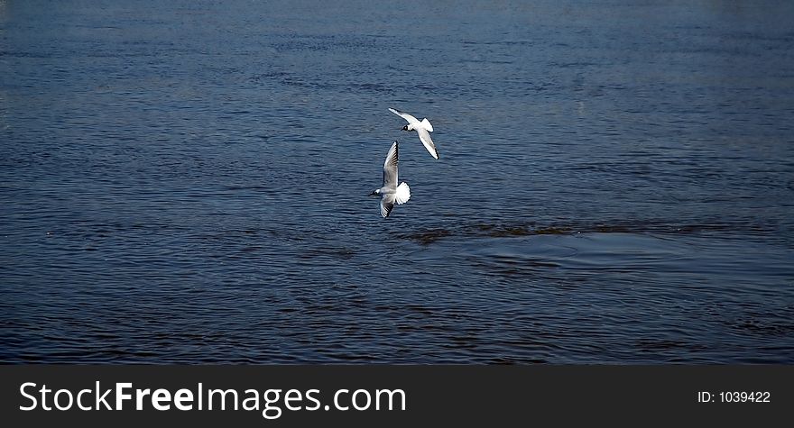 River gulls' mating. River gulls' mating