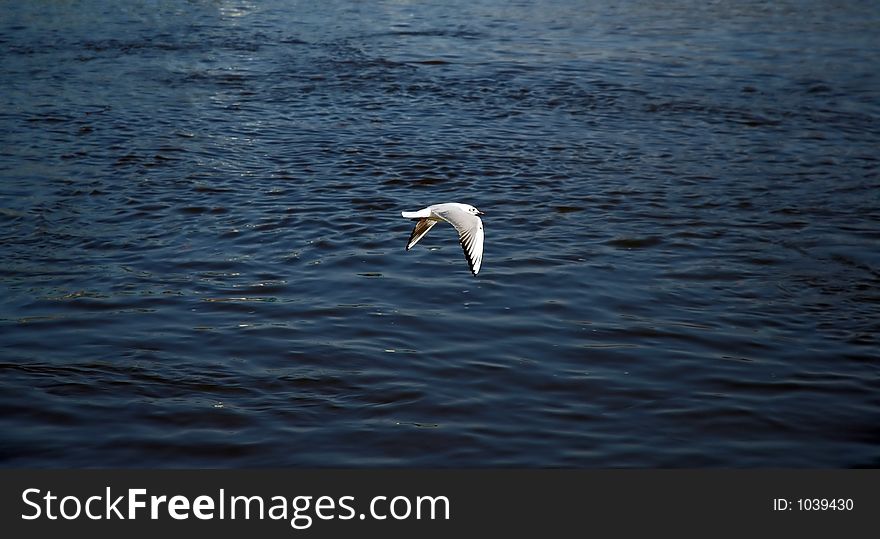 Gull flying above the water. Gull flying above the water