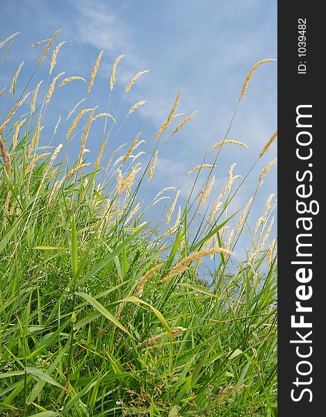 Nice summerscene with green grass and blue sky. Nice summerscene with green grass and blue sky