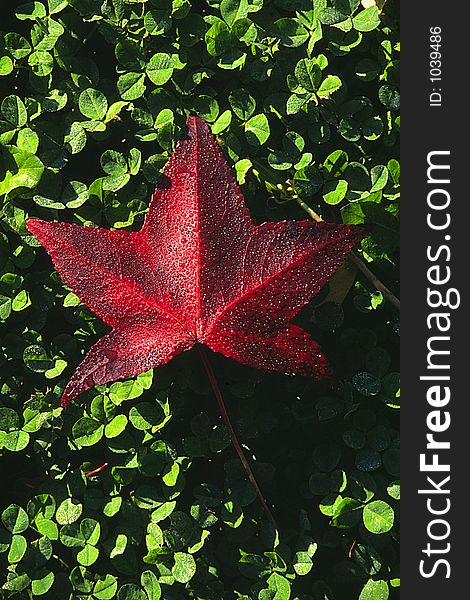 A red leaf with dew rests on top of tiny green leaves