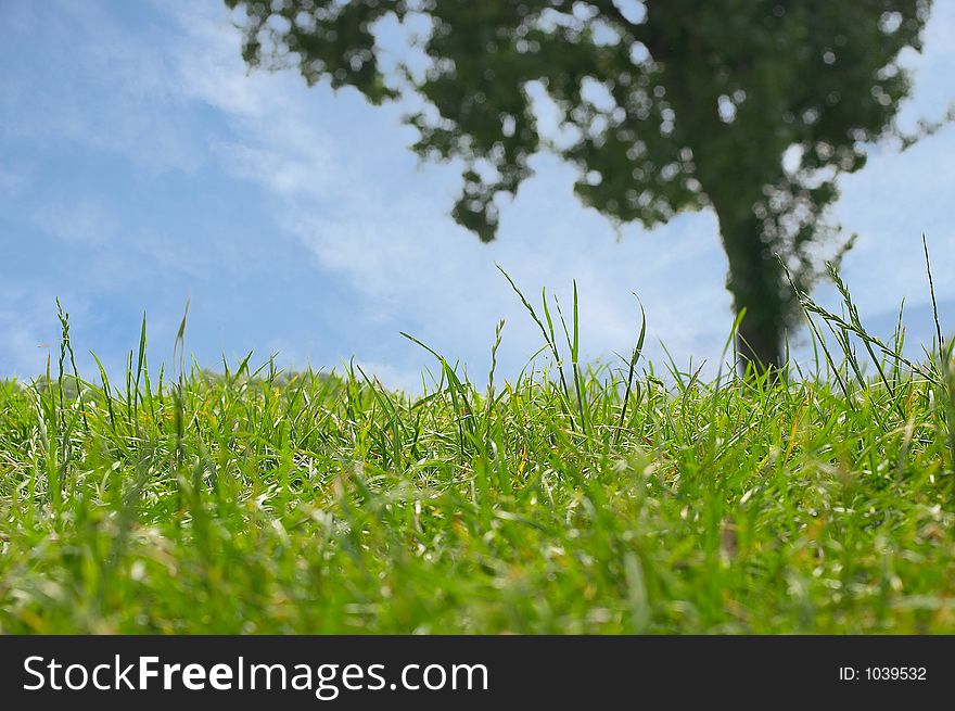 Nice summerscene with green grass, blue sky and a big tree. Nice summerscene with green grass, blue sky and a big tree