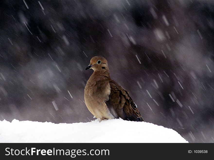 A wild dove stands in snow while snowing. A wild dove stands in snow while snowing
