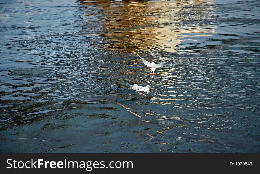 Gulls flying above the water