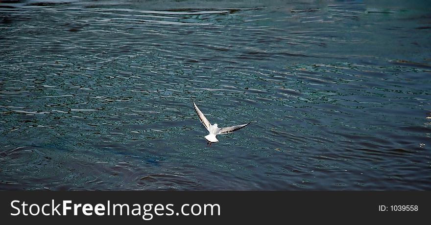 Gull flying above the water