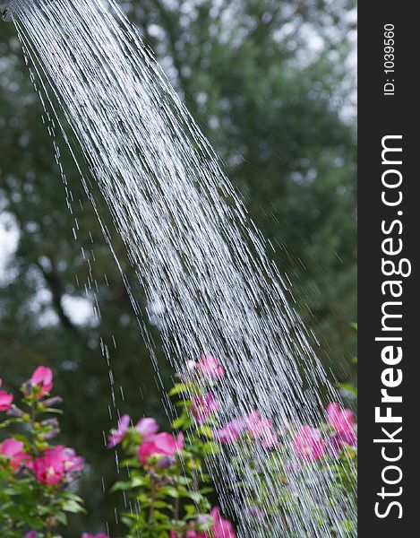 Water pouring with rain from watering can for plants in summer. Water pouring with rain from watering can for plants in summer