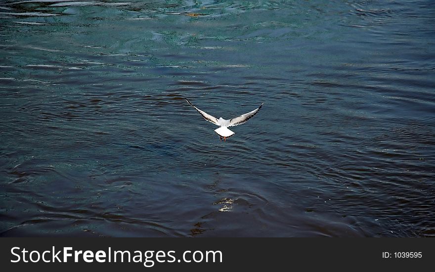 Gull flying above the water