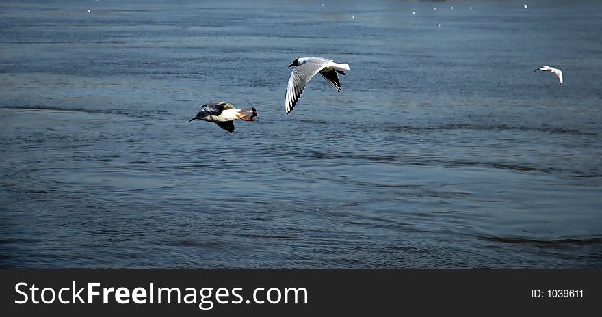 Gulls flying above the water