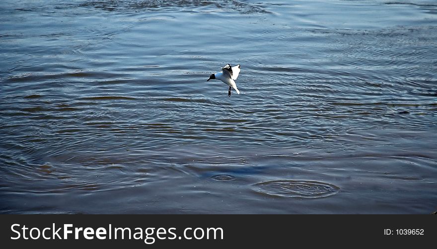 Gull flying above the water