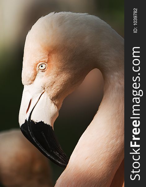 Portriat of a flamingo head looking at you